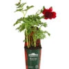 Pfingstrose 'Red Charm' -Gardena Store 8041360 PR FS 001 PaeoniaCoralRedCharmPfingstrose4LDehnerExpressHerzig