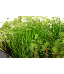 Wasserpflanzen-Set Sauerstoff, Verschiedene Sorten, 6er-Schale -Gardena Store 8048225 WE DE 001 WasserpflanzenSauerstoffSet6er