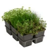 Wasserpflanzen-Set Sauerstoff, Verschiedene Sorten, 6er-Schale -Gardena Store 8048225 WE FS 001 WasserpflanzenSauerstoffSet6er