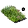 Dachbegrünungsmatte Mit Fetthenne, Verschiedene Sorten, 4-teilig -Gardena Store 8051005 WE FS 001 SedumMatte4teilig