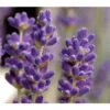 Lavendel 1 Lavendel -Gardena Store 8072597 BildD 001 LavendelLavandulaAgustiHc23L