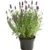 Lavendel 2 Lavendel -Gardena Store 8092108 PR FS 001 LavandulaAngustifoliaLavendelT13DehnerExpressHerzig