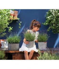 Duftlavendel, 6er-Schale -Gardena Store 8092108 WE MO 03 LavendelT13 GC14 2020 02