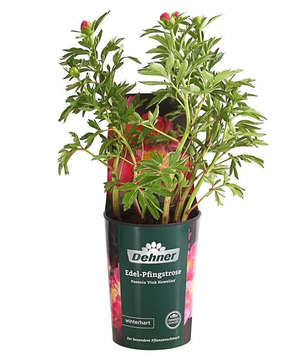 Edel-Pfingstrose 'Pink Hawaiian' 3 Edel-Pfingstrose 'Pink Hawaiian'