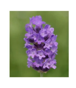 Lavendel 'No. 9' 10 Lavendel 'No. 9' -Gardena Store 8094070 PR DE 001 DownderryNo9Helix