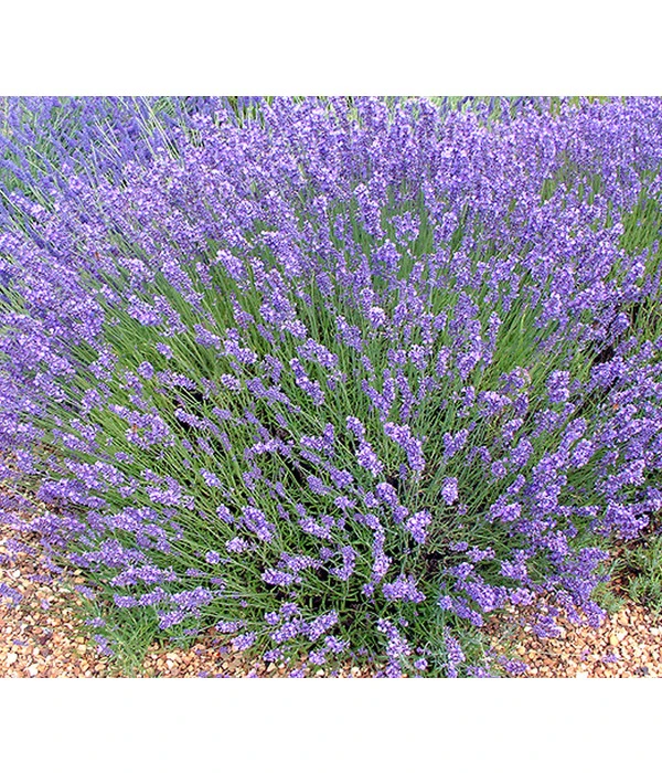 Lavendel 'No. 9' 3 Lavendel 'No. 9'