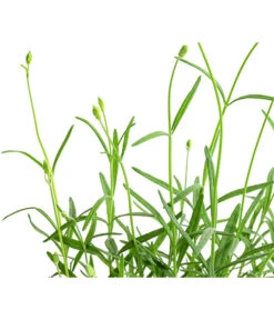 Lavendel 'No. 9' 11 Lavendel 'No. 9' -Gardena Store 8094070 WE DE 001 LavandulaAngustifoliaNO9LavendelT13