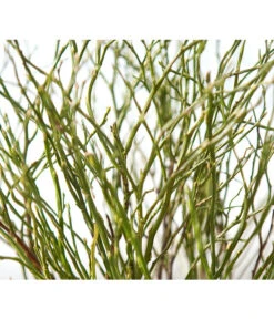 Heidelbeere-Bund, Ca. 40-50 Cm -Gardena Store 8148991 BildD 001 HeidelbeereBundHeidelbeereHandbund