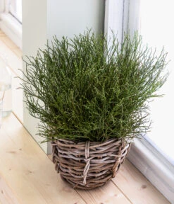 Heidelbeere-Bund, Ca. 40-50 Cm -Gardena Store 8148991 WE MO 001 HeidelbeereHandbund