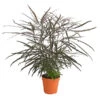 Fingeraralie - Schefflera Elegantissima 2 Fingeraralie - Schefflera Elegantissima -Gardena Store 8203150 WE FS 001 ScheffleraElegantissimaT13