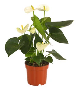 Große Flamingoblume - Anthurium Andreanum, Weiß