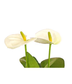 Große Flamingoblume - Anthurium Andreanum, Weiß -Gardena Store 8203416 WE DE 001 AnthurieAnthuriumSierraWeissT12DehnerExpressHerzig