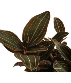 Juwelorchidee - Ludisia Discolor 5 Juwelorchidee - Ludisia Discolor -Gardena Store 8203457 WE DE 001 LudisiaDiscolorT12