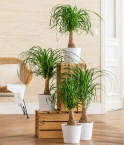 Elefantenfuß - Beaucarnea Recurvarta -Gardena Store 8207946 WE MO 001 BeaucarneaRecurvataT17 CCSeitenbanner 2022 01