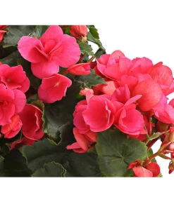 Freiland-Begonie 'Betulia' -Gardena Store 8208845 WE DE 003 BetuliaGardenHerzig