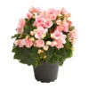 Freiland-Begonie 'Betulia' -Gardena Store 8208845 WE FS 001 BetuliaGartenBegonieT13OWDehnerExpressHerzig
