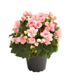 Freiland-Begonie 'Betulia'