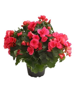 Freiland-Begonie 'Betulia' -Gardena Store 8208845 WE FS 003 BetuliaGartenBegonieT13OWDehnerExpressHerzig
