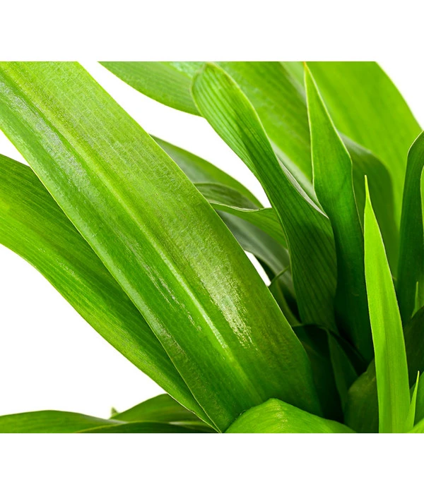 Grünlilie - Chlorophytum Comosum 5 Grünlilie - Chlorophytum Comosum – Bild 3