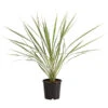 Keulenlilie - Cordyline Australis Variegata -Gardena Store 8216368 PR FS 001 KeulenlilieCordylineAustralisVariegataT17ExpressHerzig