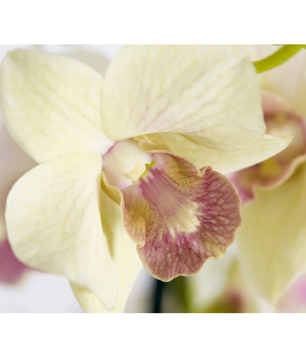 Traubenorchidee - Dendrobium 7 Traubenorchidee - Dendrobium – Bild 5