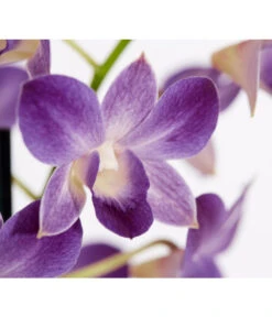 Traubenorchidee - Dendrobium 15 Traubenorchidee - Dendrobium -Gardena Store 8219362 PR DE 002 DendrobiumT11DehnerExpressZS