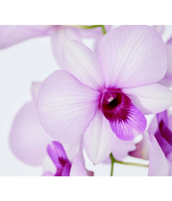 Traubenorchidee - Dendrobium 9 Traubenorchidee - Dendrobium – Bild 7