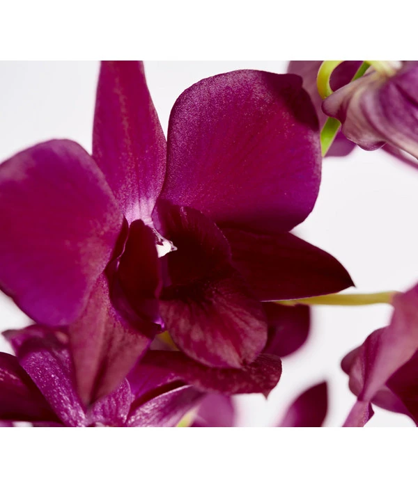 Traubenorchidee - Dendrobium 10 Traubenorchidee - Dendrobium – Bild 8