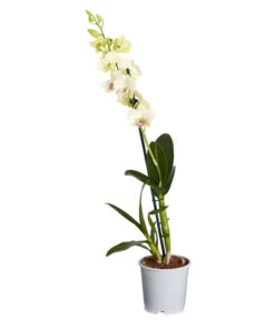Traubenorchidee - Dendrobium 11 Traubenorchidee - Dendrobium -Gardena Store 8219362 PR FS 001 DendrobiumT11DehnerExpressZS
