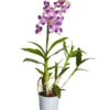 Traubenorchidee - Dendrobium 2 Traubenorchidee - Dendrobium -Gardena Store 8219362 PR FS 002 DendrobiumT11DehnerExpressZS