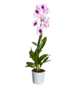 Traubenorchidee - Dendrobium 12 Traubenorchidee - Dendrobium -Gardena Store 8219362 PR FS 003 DendrobiumT11DehnerExpressZS