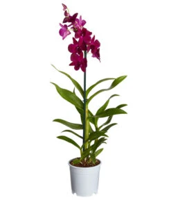 Traubenorchidee - Dendrobium 13 Traubenorchidee - Dendrobium -Gardena Store 8219362 PR FS 004 DendrobiumT11DehnerExpressZS