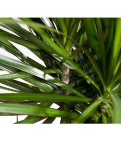 Drachenbaum - Dracaena Marginata, Verzweigt 7 Drachenbaum - Dracaena Marginata, Verzweigt -Gardena Store 8221335 8221749 WE DE 002 DracaenaMarginataDrachenbaumDehnerEvaWunderlich