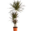 Drachenbaum - Dracaena Marginata 'Magenta' -Gardena Store 8221673 We FS 001 DrachenbaumDracaenaMagenta3erTuffT21DehnerExpressHerzig