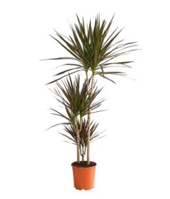 Drachenbaum - Dracaena Marginata 'Magenta'