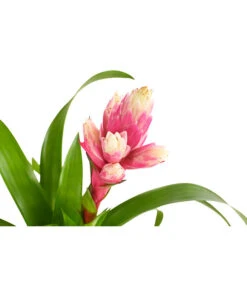 Guzmanie - Guzmania 'Candy' -Gardena Store 8223315 PR DE 001 GuzmaniaCandyT12DehnerExpressHerzig