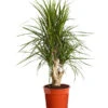 Drachenbaum - Dracaena Marginata, Verzweigt -Gardena Store 8224081 PR FS 001 DracaenaMarginataVerzweigtDehnerExpressZS
