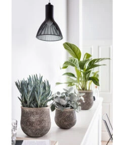 Kolbenfaden - Aglaonema Commutatum 'Silverbay' -Gardena Store 8224321 PR MO 001 GrauePflanzen SenecioMountEverest 8260697 KalanchoeHildebrandtii 8201071 AglaonemaSilverBay HungerundSimmeth