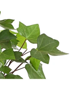 Efeu - Hedera Helix 'Mont Gommery' -Gardena Store 8224404 PR de 001 EfeuHederaHelixMontGommeryT13DehnerExpressHerzig