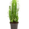 Dreirippige Wolfsmilch - Euphorbia Trigona -Gardena Store 8225856 PR FS 001 EuphorbiaTrigonaDreikantigeWolfsmilchT12DehnerExpressHerzig
