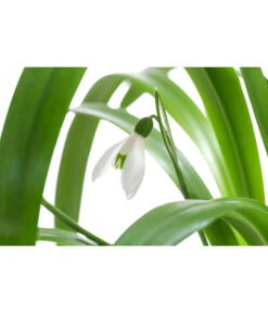 Schneeglöckchen -Gardena Store 8231789 WE DE 001 GalanthusWoronowiiT9