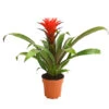 Guzmanie - Guzmania 'Hope' -Gardena Store 8232076 WE FS 001 GuzmanieGuzmaniaHopeRotT12DehnerExpressHerzig