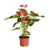 Große Flamingoblume - Anthurium Andreanum, Rot -Gardena Store 8235863 PR FS 001 FlamingoblumeAnthurieMichiganT17DehnerExpressZS