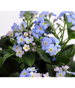 Vergissmeinnicht 'Myomark' -Gardena Store 8244519 PR DE 001 MyosotisMyomarkT12DehnerExpressHerzig
