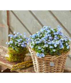 Vergissmeinnicht 'Myomark' -Gardena Store 8244519 PR MO 001 MyosotisMyomarkBL2 5