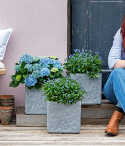 Vergissmeinnicht 'Myomark' -Gardena Store 8244519 WE MO 001 Vergissmeinicht