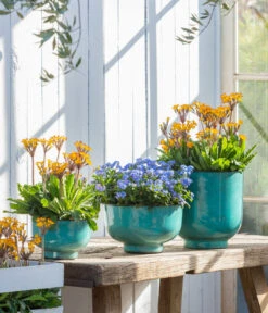 Vergissmeinnicht 'Myomark' -Gardena Store 8244519 WE MO 001 VergissmeinnichtMyomark