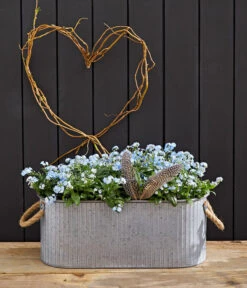 Vergissmeinnicht 'Myomark' -Gardena Store 8244519 WE MO 002 VergissmeinnichtMyomark