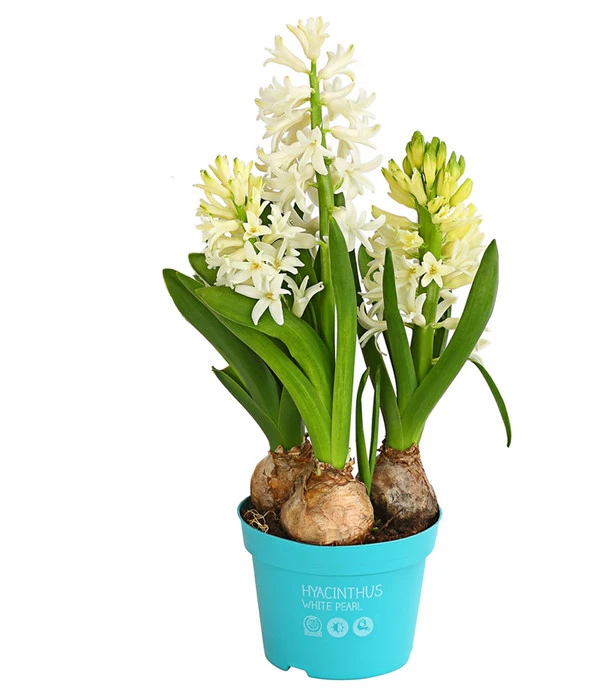 Hyazinthe, 3 Zwiebeln 3 Hyazinthe, 3 Zwiebeln