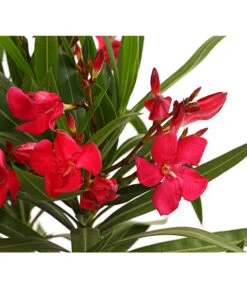 XXL Oleander, Verschiedene Sorten, Ca. 130-150 Cm -Gardena Store 8249302 WE DE 001 OleanderBuschT17RotDehnerExpressHerzig